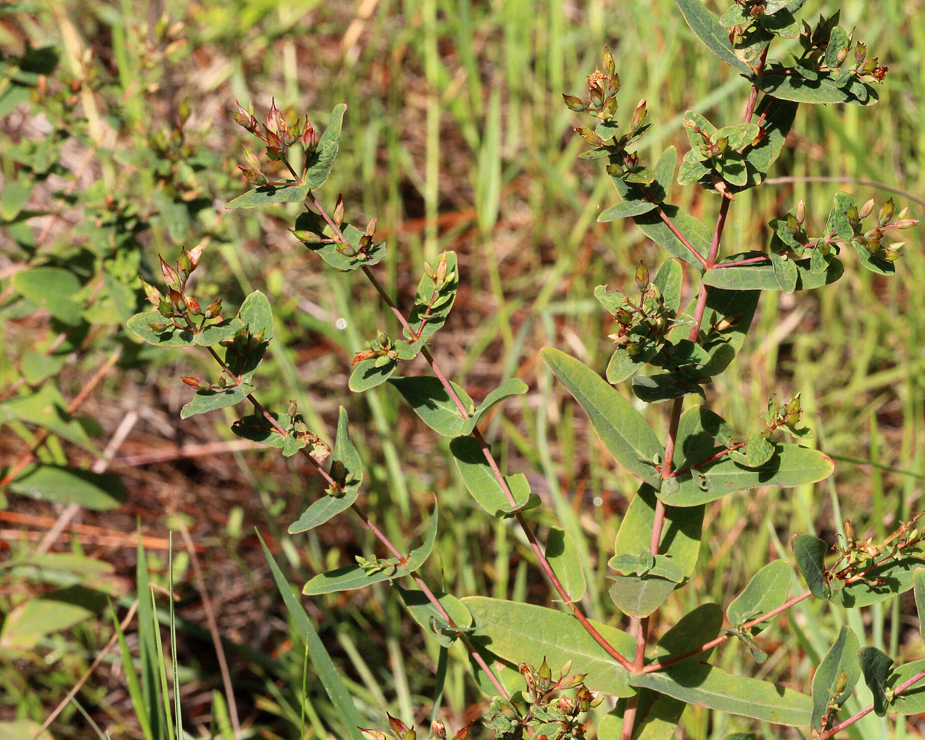 Image of Virginia St. John's-Wort