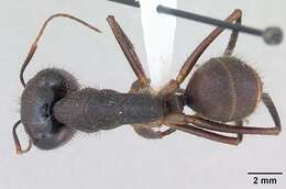 Imagem de Camponotus ager (Smith 1858)