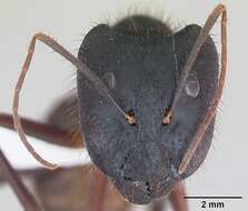 Imagem de Camponotus ager (Smith 1858)