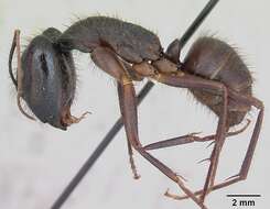 Imagem de Camponotus ager (Smith 1858)