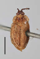 Image of Tingis (Tropidocheila) pusilla (Jakovlev 1874)