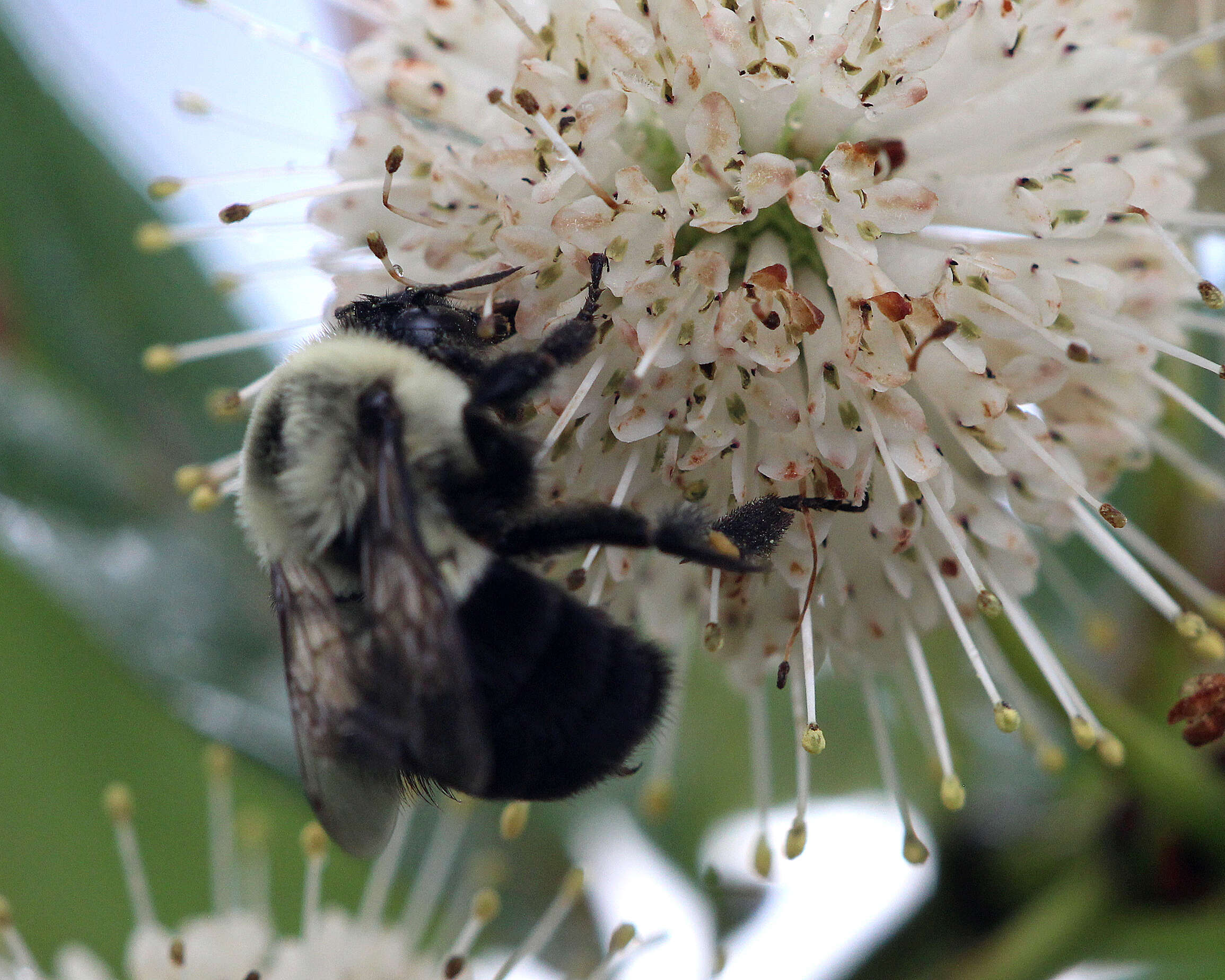 Image of Common Eastern Bumblebee