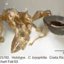 Image of <i>Crematogaster bryophilia</i> Longino