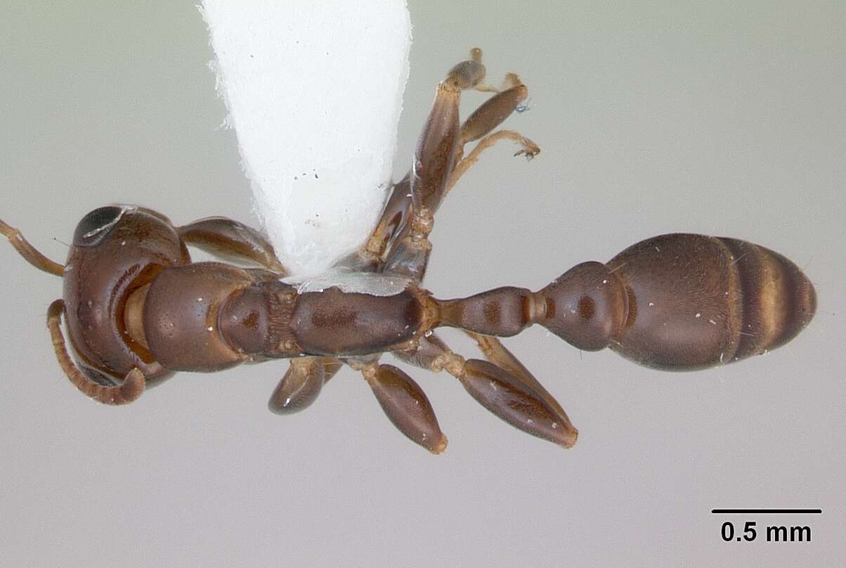 صورة Pseudomyrmex euryblemma (Forel 1899)