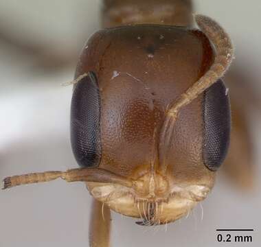 صورة Pseudomyrmex euryblemma (Forel 1899)