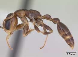 صورة Pseudomyrmex euryblemma (Forel 1899)