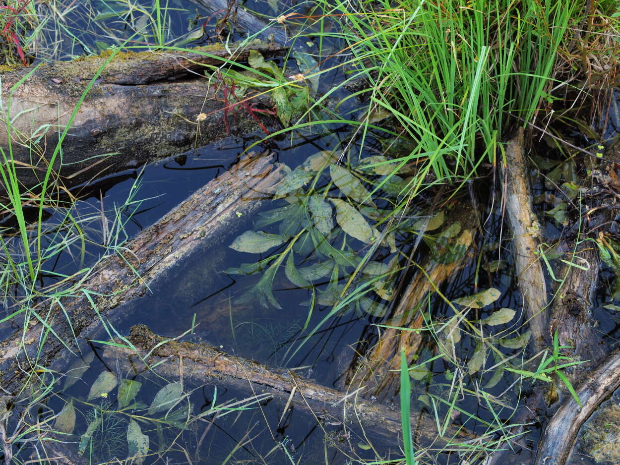 Image of Shining Pondweed