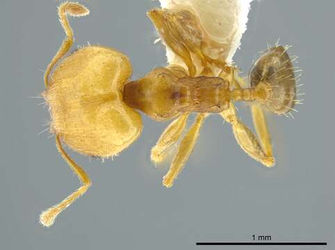 Image of <i>Pheidole daphne</i>