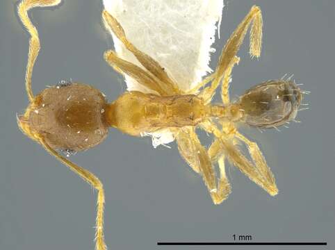 Image of <i>Pheidole daphne</i>