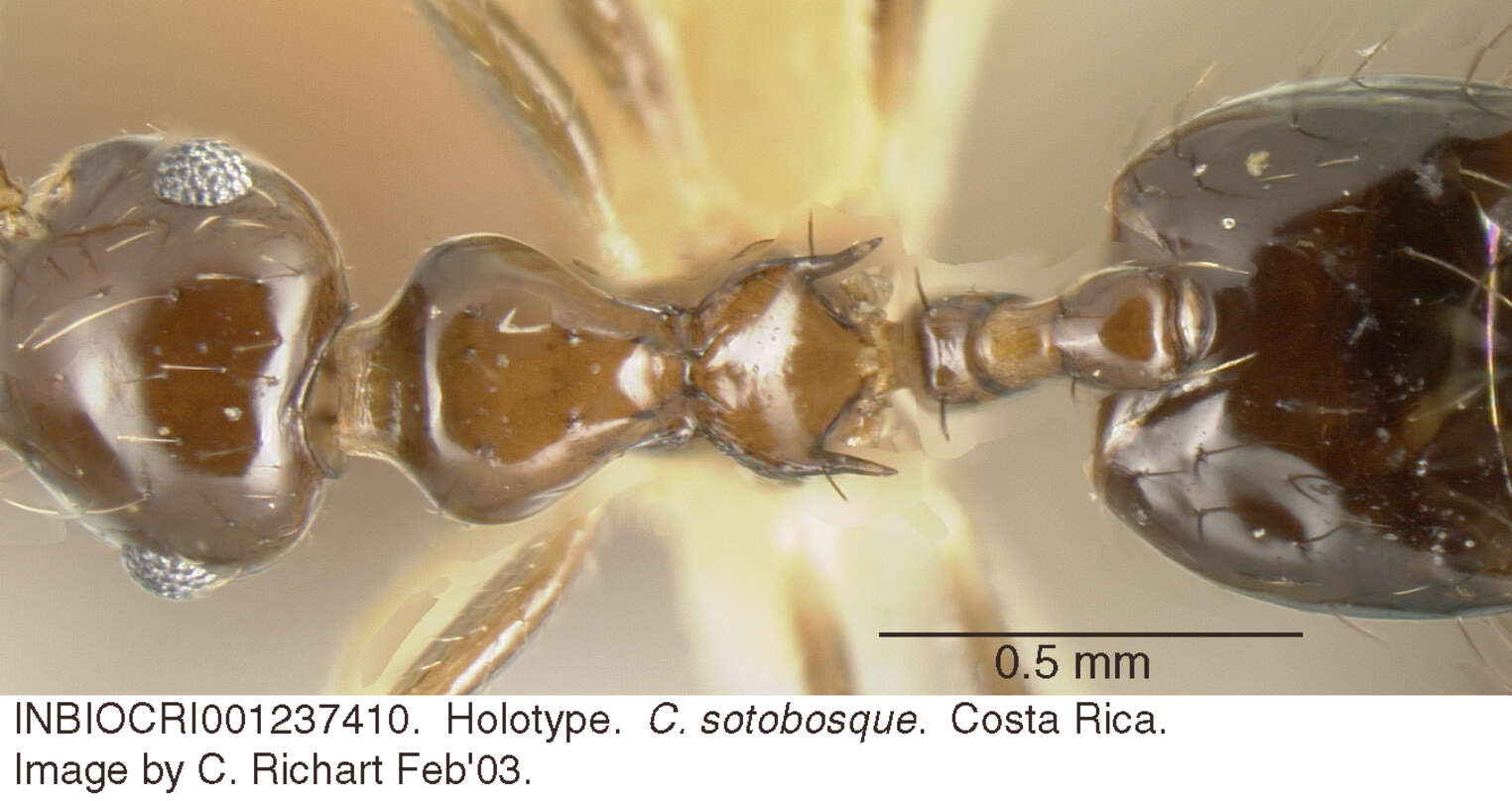 Image of Crematogaster sotobosque