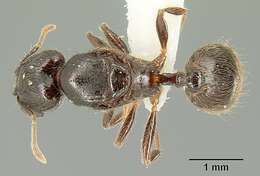 Image of Pheidole walkeri Mann 1922