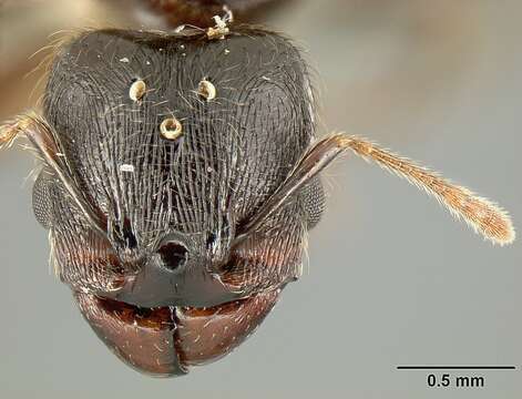 Image of Pheidole walkeri Mann 1922