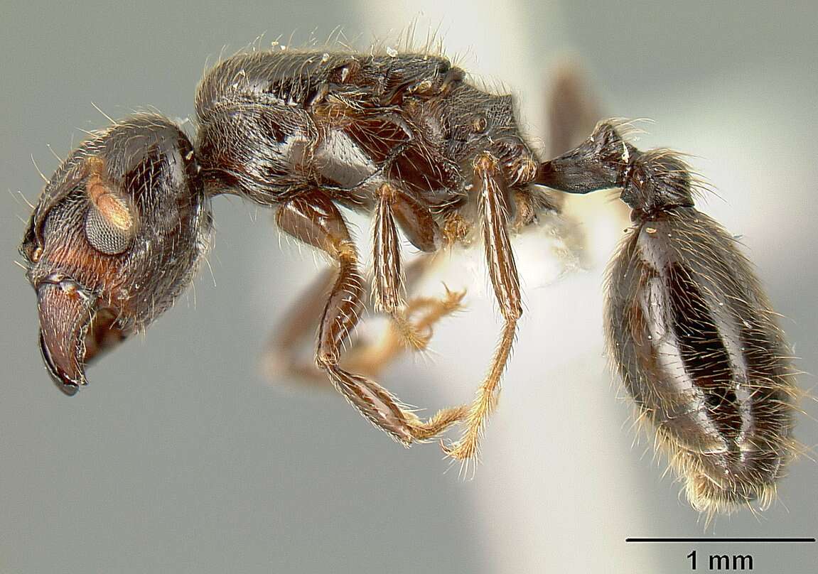 Image of Pheidole walkeri Mann 1922