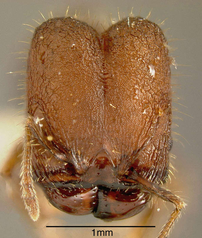 Image of Pheidole simonsi