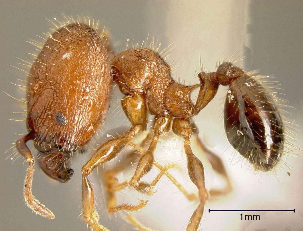 Image of Pheidole simonsi