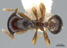 Image of Strumigenys wheeleriana