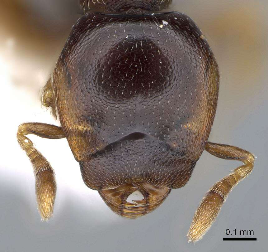 Image of Strumigenys wheeleriana