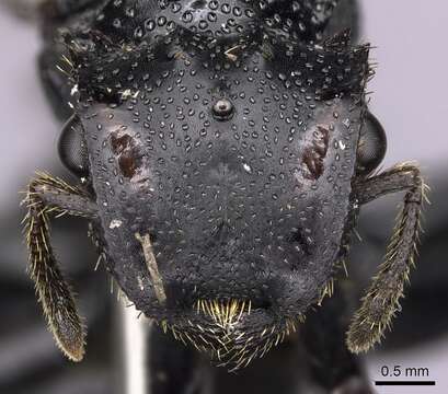 Imagem de Cephalotes alfaroi (Emery 1890)