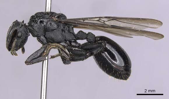 Imagem de Cephalotes alfaroi (Emery 1890)