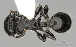 Image of Procryptocerus nalini