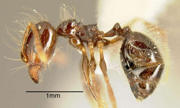 Pheidole sensitiva Borgmeier 1959的圖片