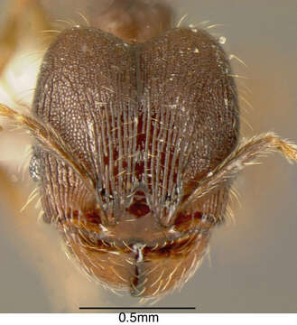 Image of Pheidole rectispina