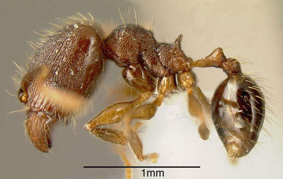 Image of Pheidole rectispina