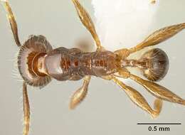 Image of Pheidole arachnion