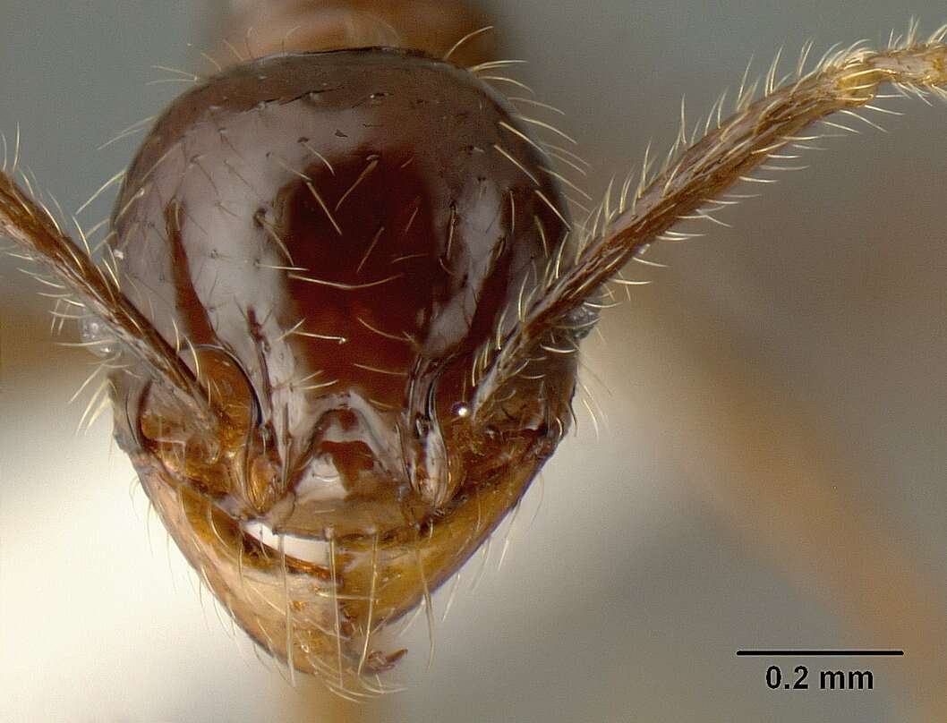 Image of Pheidole arachnion