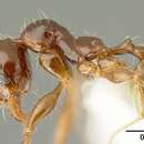 Image of Pheidole arachnion