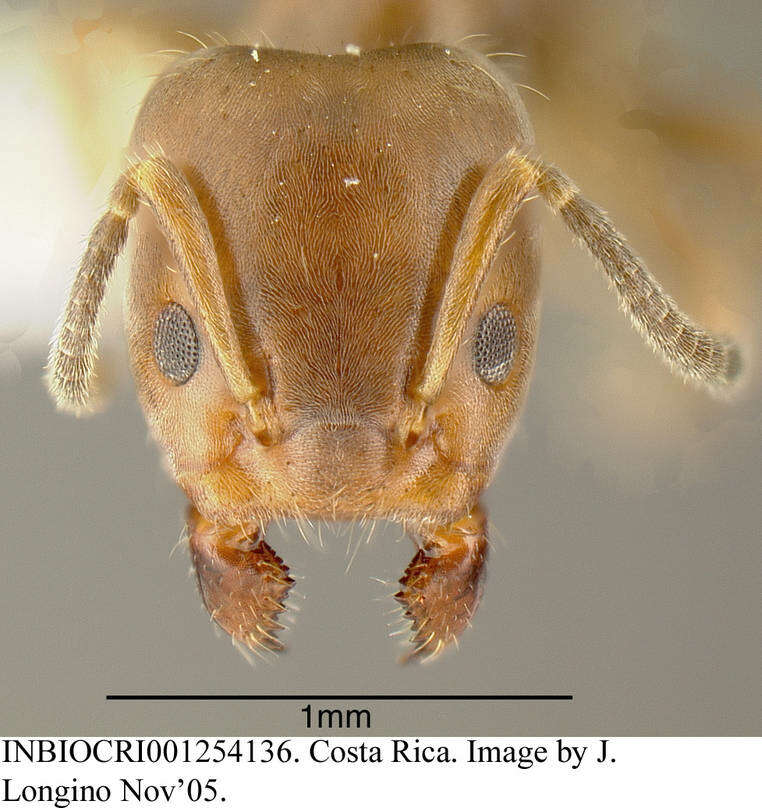 Image of Azteca pittieri Forel 1899