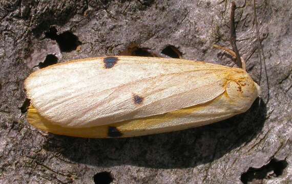 Image of four-spotted footman