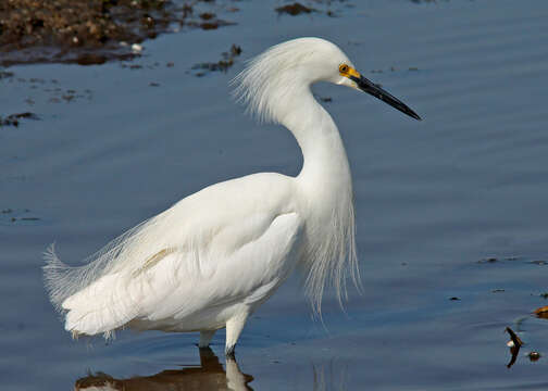 Image of Snowy Egret