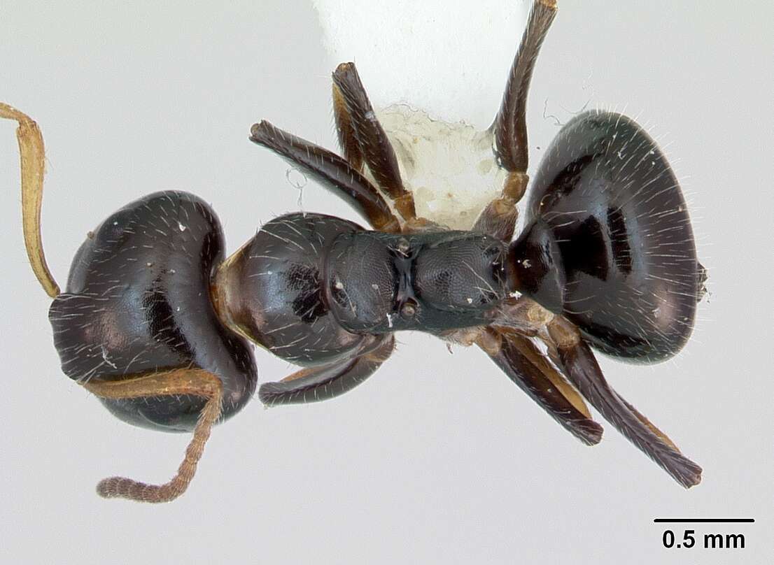 Image of Camponotus raphaelis Forel 1899