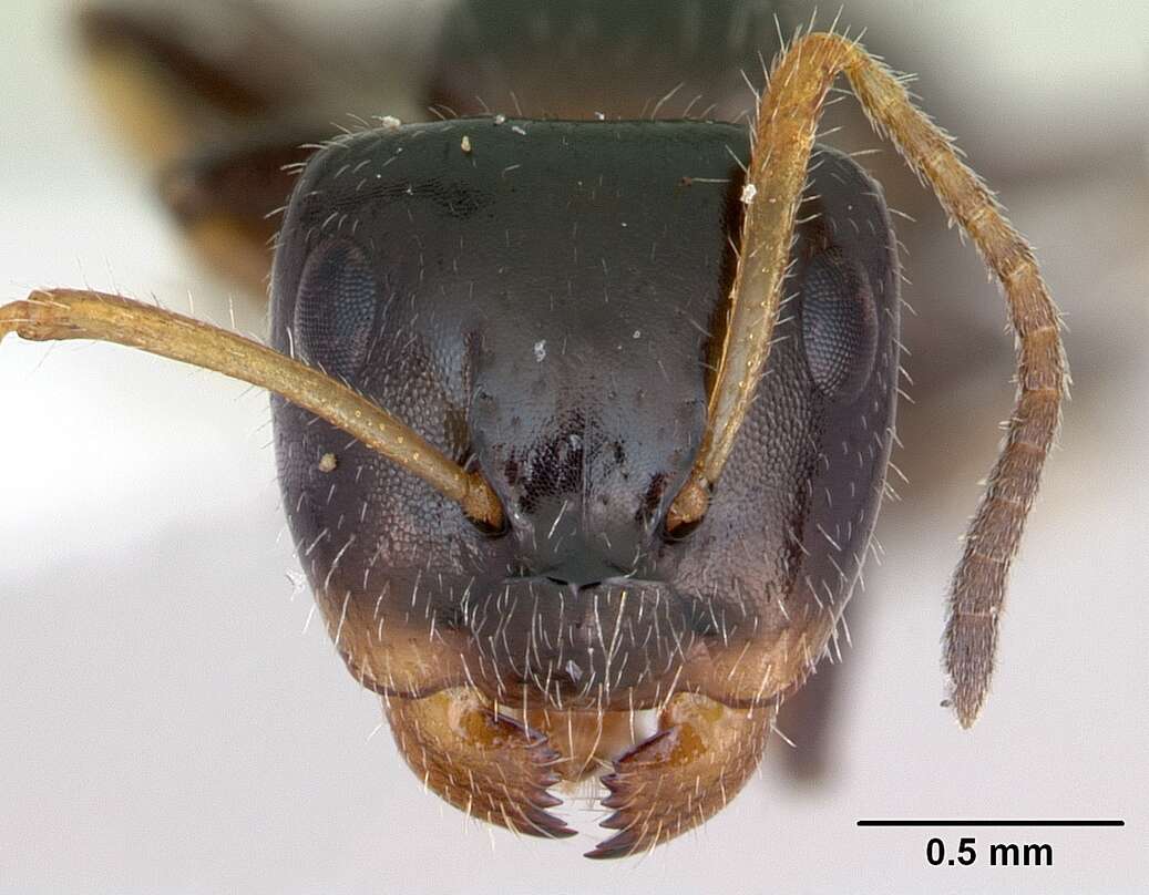 Image de Camponotus raphaelis Forel 1899