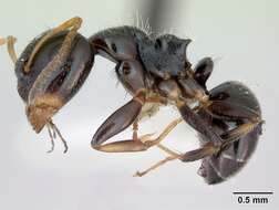 Image of Camponotus raphaelis Forel 1899