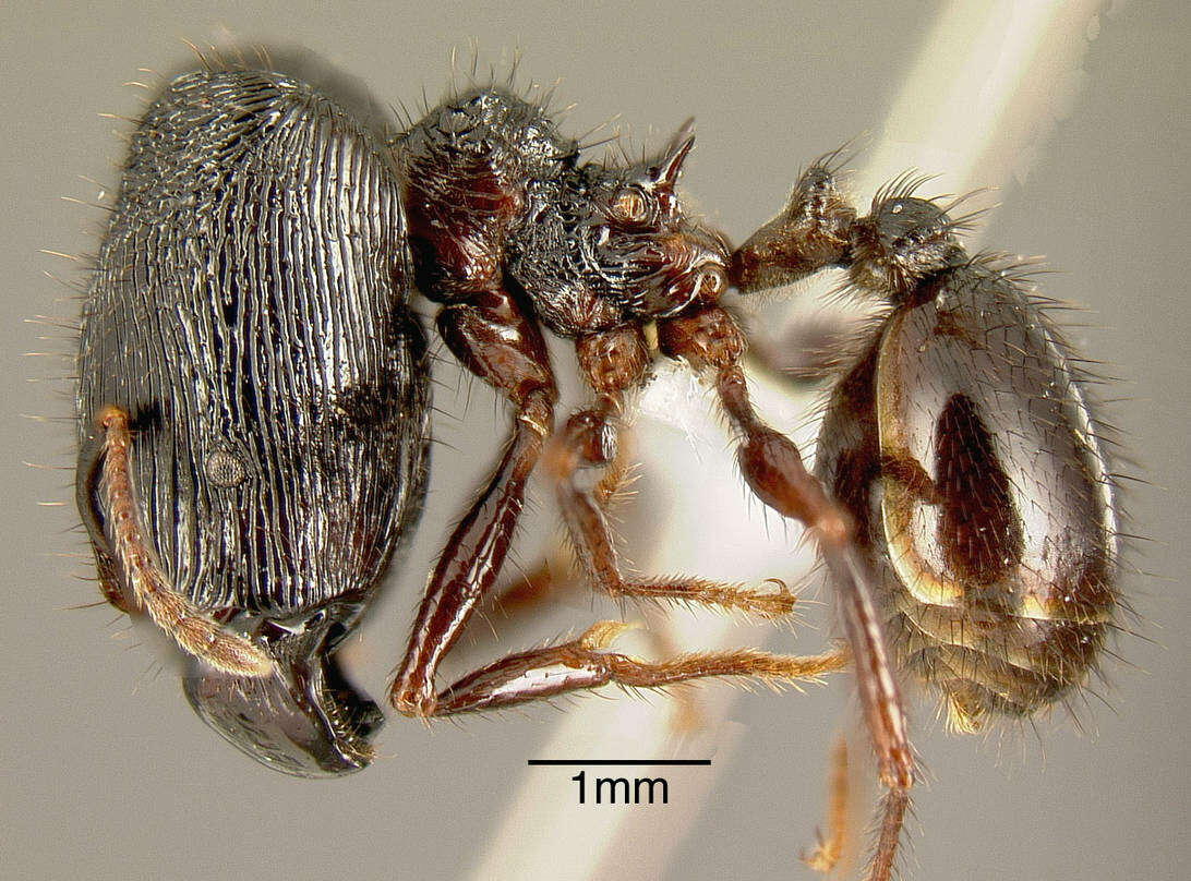 Image of Pheidole fimbriata Roger 1863