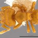 Image of <i>Rhopalothrix subspatulata</i>