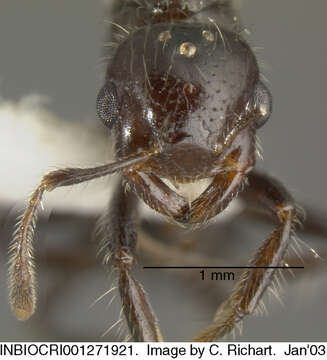 Sivun <i>Crematogaster raptor</i> Longino kuva