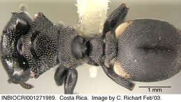 Cephalotes multispinosus (Norton 1868) resmi