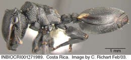 Cephalotes multispinosus (Norton 1868) resmi