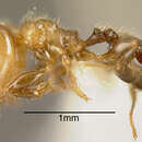 Plancia ëd <i>Pheidole arboricola</i>