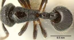 Image of Adelomyrmex laevigatus