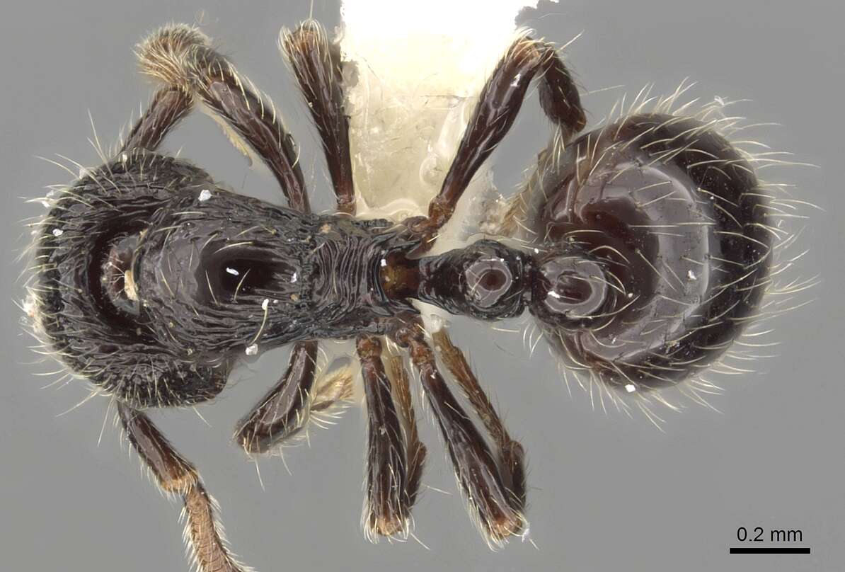 Image of Adelomyrmex laevigatus