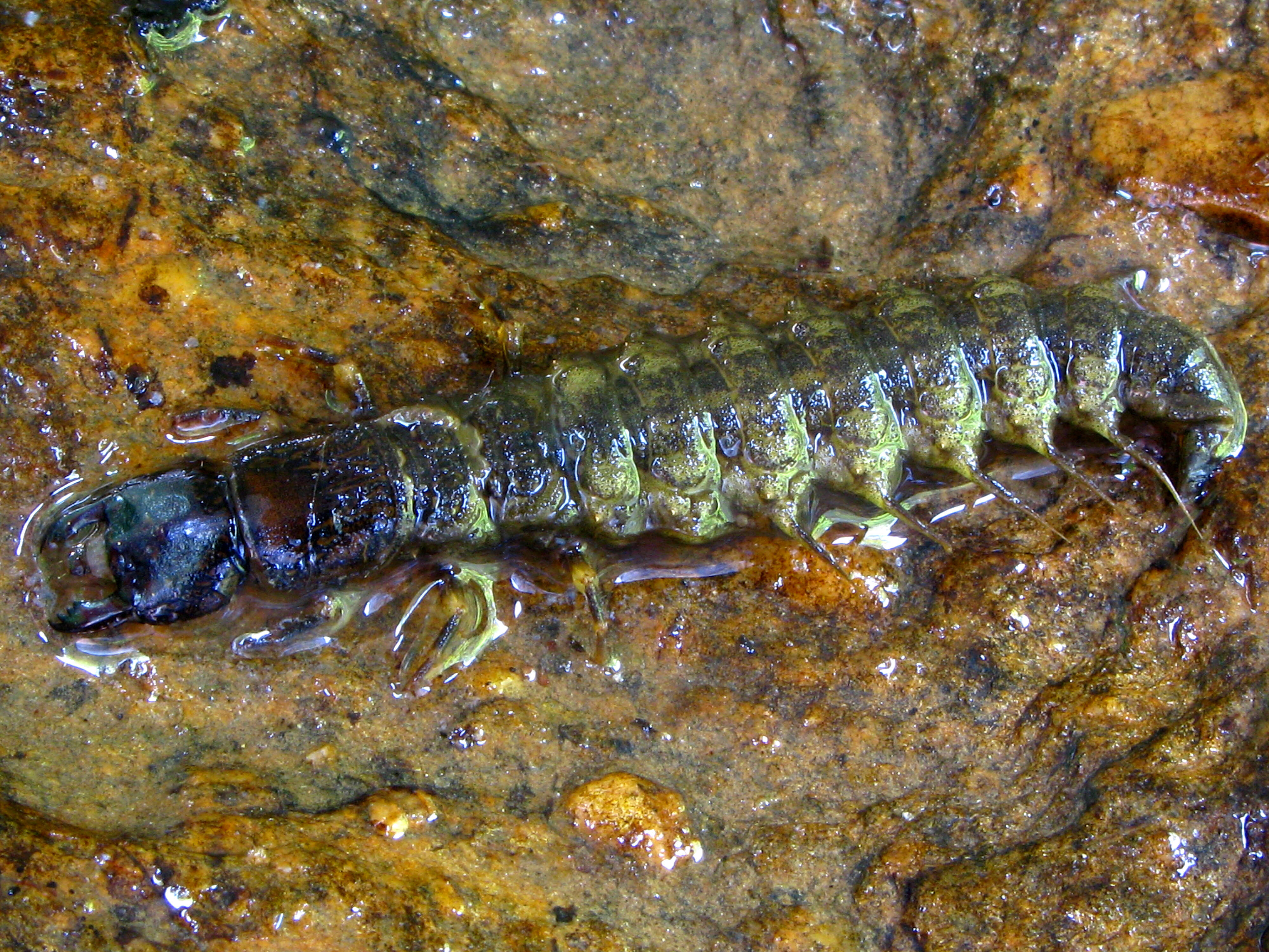 Image of Eastern Dobsonfly