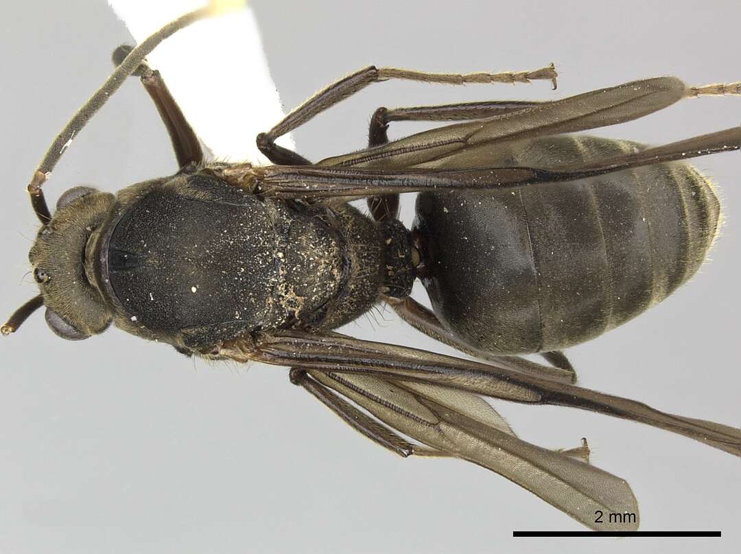 Image of Dolichoderus validus (Kempf 1959)