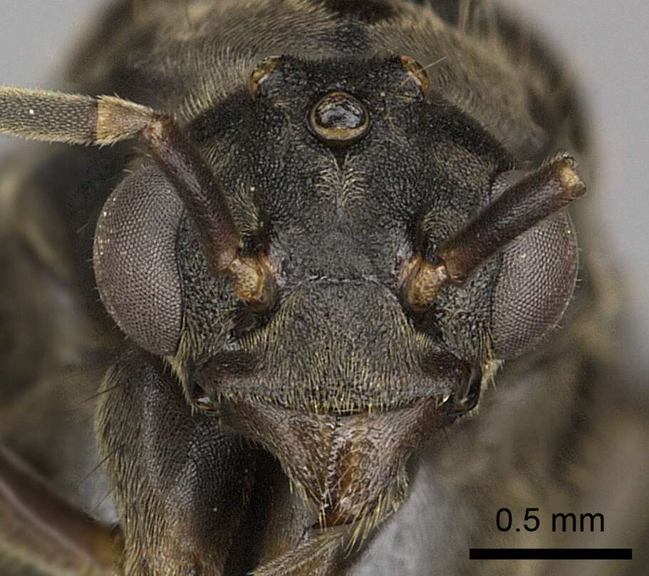 Image of Dolichoderus validus (Kempf 1959)