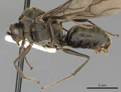 Image of Dolichoderus validus (Kempf 1959)