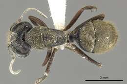 Image of Camponotus salvini Forel 1899