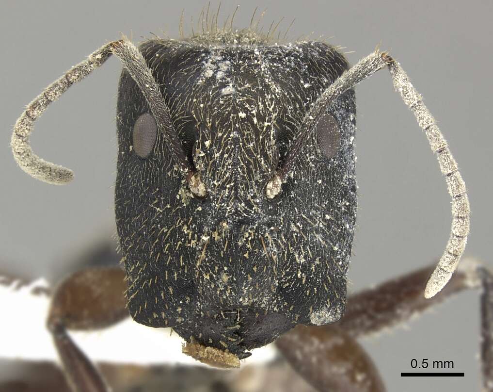 Image of Camponotus salvini Forel 1899